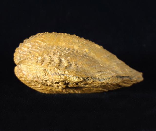 Yaadia (Quadratotrigonia) valentina VILANOVA 1863 - Bild © FossNet FossilienStore